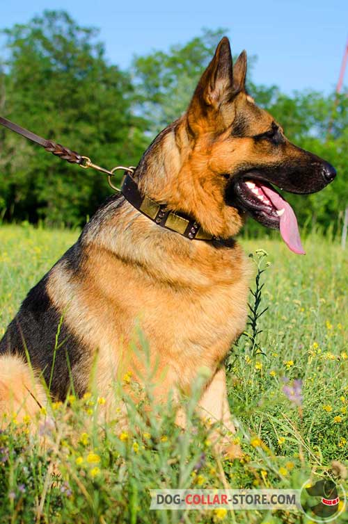 Leather German Shepherd Collar of Spiked and Plated Design