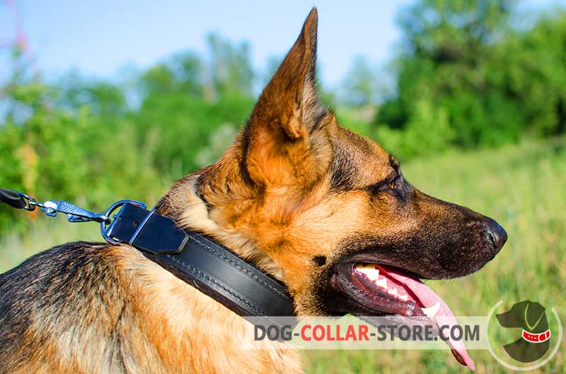 german dog collar