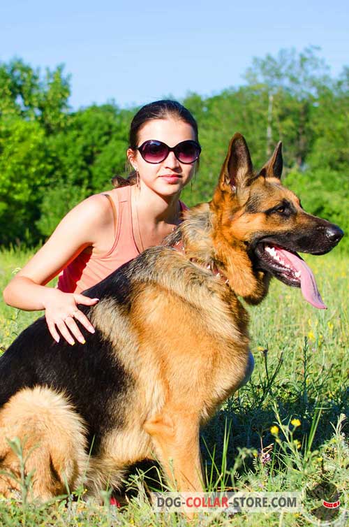 Strong Leather German Shepherd Collar With Riveted Studs