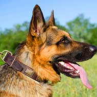 Vintage Leather German Shepherd Collar with Brass Plates Vintage Leather German Shepherd Collar with Brass Plates