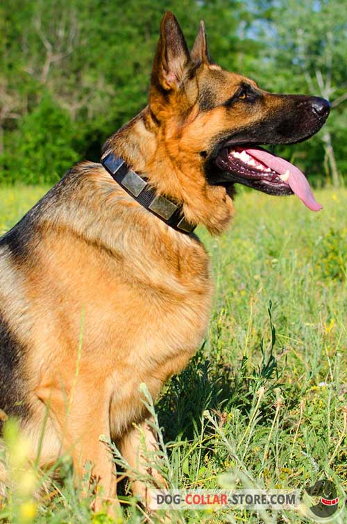 Durable Nylon German Shepherd Collar With Vintage Plates