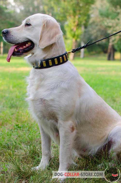 Elegant Leather Golden Retriever Collar With Vintage Brass Plates