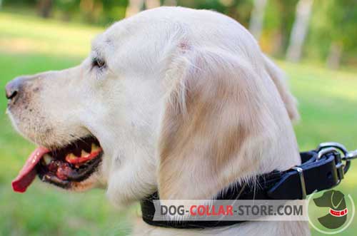 Padded Leather Golden Retriever Collar With Strong Buckle