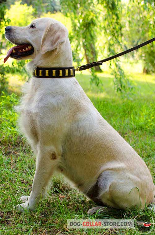 Unique Design Leather Golden Retriever Collar