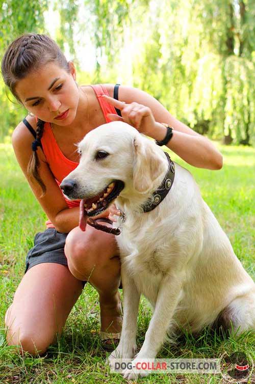 Walking Leather Golden Retriever Collar With Silver Plates