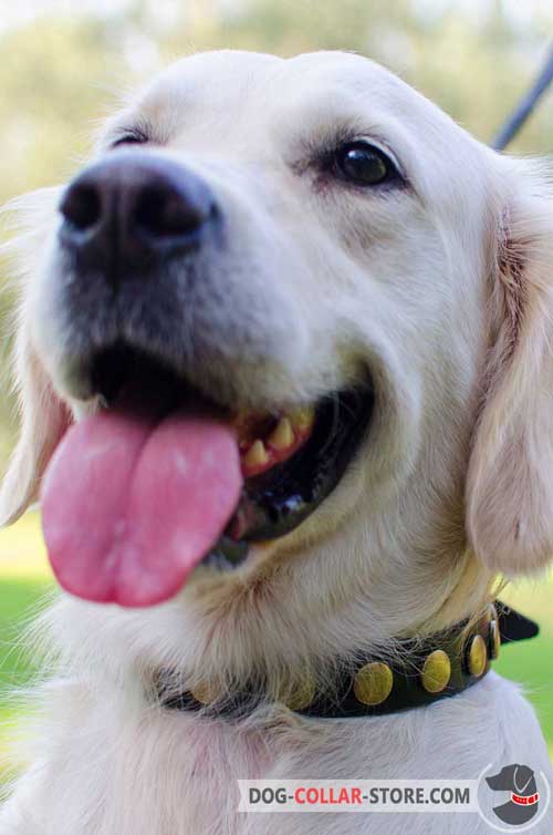 Leather Golden Retriever Collar With Hand Set Brass Circles