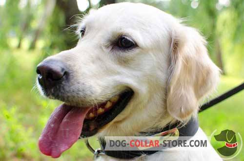 Multifunctional Nylon Golden Retriever Collar With Metal ID Tag