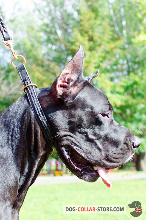 Leather Great Dane Choke Collar of Braided Design