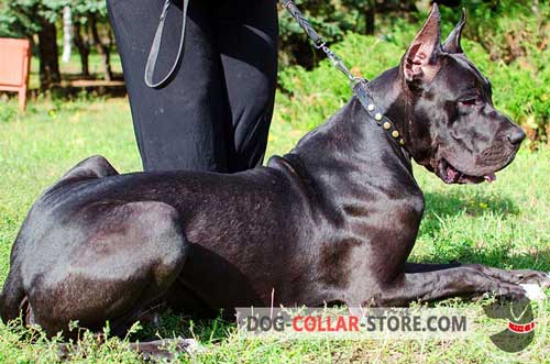 Stylish Adjustable Leather Great Dane Collar