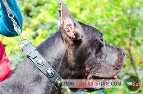 Fabulous Leather Dog Collar for Great Dane Adorned with Blue Stones