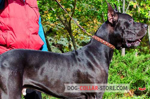 Everyday Leather Great Dane Collar with Decorations