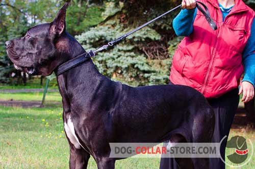 Padded Leather Great-Dane Collar With Nickel Plated Hardware