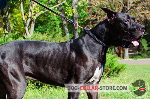 Great Dane Collar for Walking