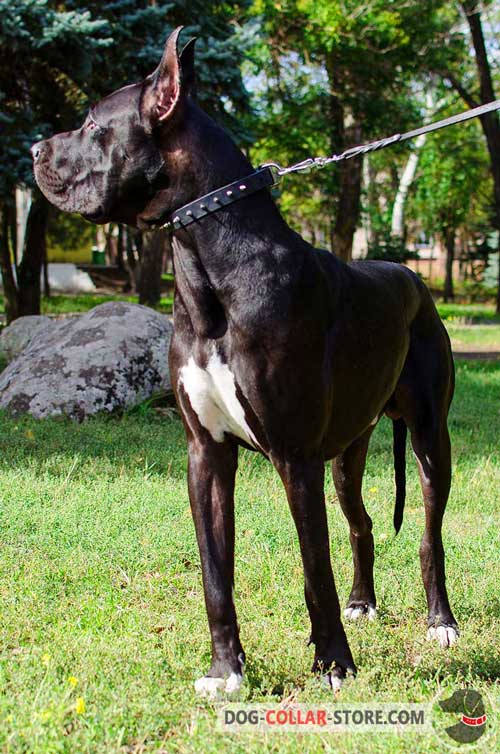 Designer Leather Great Dane Collar with One Row of Spikes