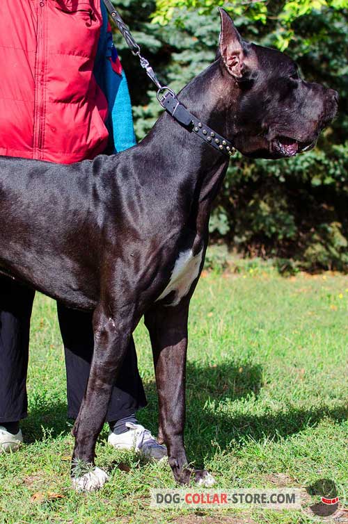 Leather Studded Great Dane Collar for Walking