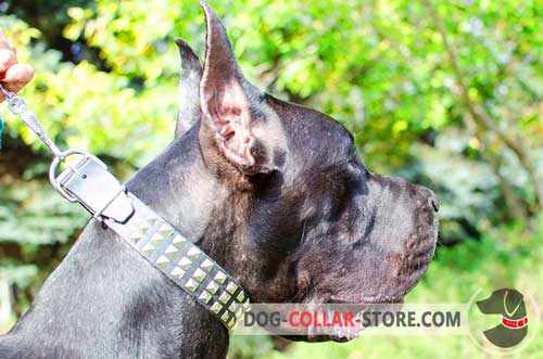 Stylish Leather Great Dane Collar with Pyramids for Walking