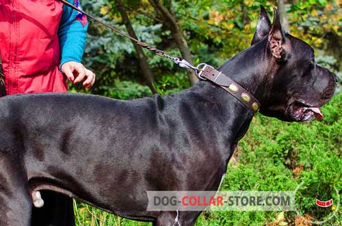 Walking Leather Great Dane Collar of Vintage Looking Design