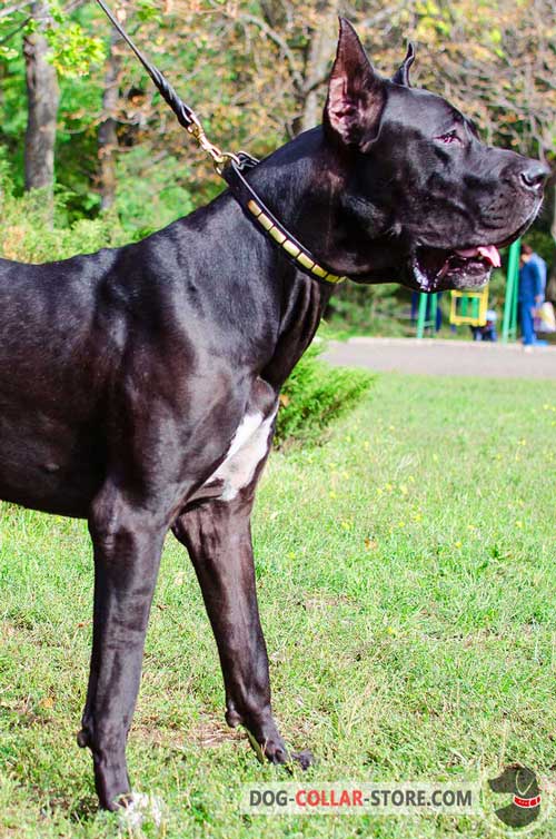 Stylish Leather Great Dane Collar with Brass Plates