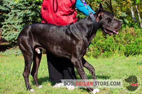 Adjustable Wide Leather Great Dane Collar for Everyday Use