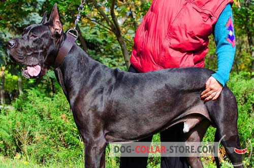 Leather Dog Collar for Great Dane Training