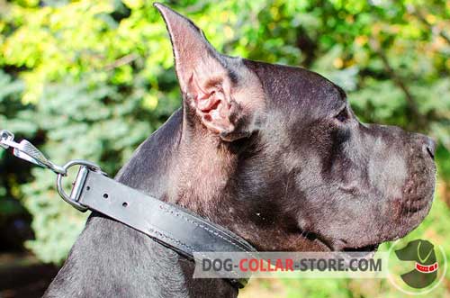 Felt Padded Wide Leather Great Dane Collar