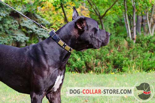 Leather Great Dane Collar with Metal Plates and Pyramids