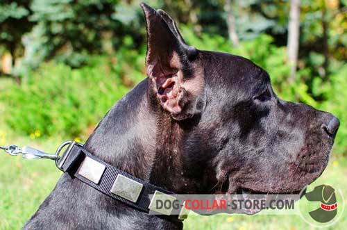 Wide Nylon Great Dane Collar with Massive Vintage Nickel Plates