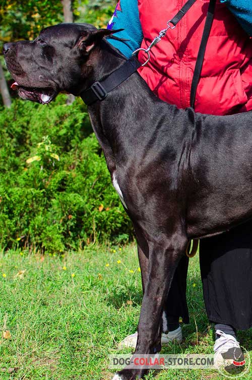  Any Weather Nylon Great Dane Collar With Quick Release Buckle