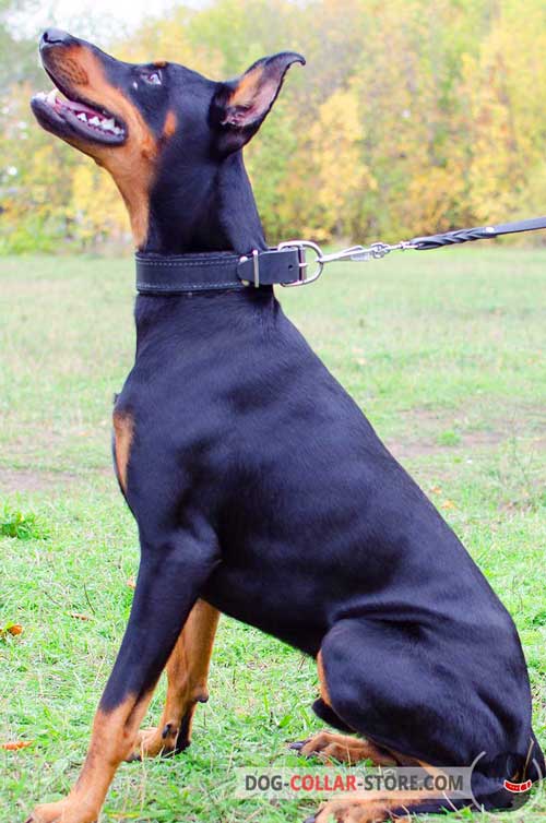 Leather Doberman Collar For Training