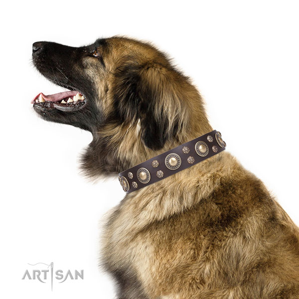 Leonberger full grain natural leather dog collar for stylish walking