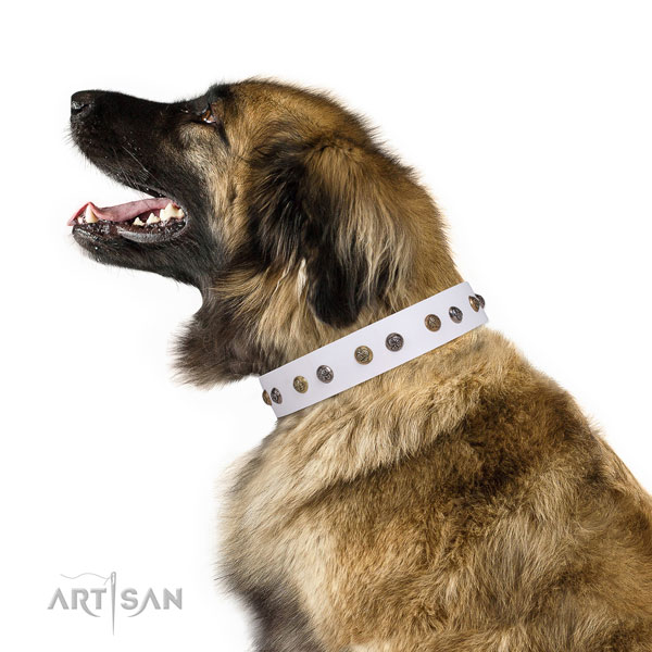 Walking embellished dog collar made of quality genuine leather
