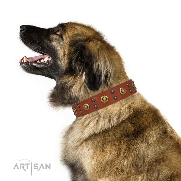 Daily use dog collar with extraordinary adornments