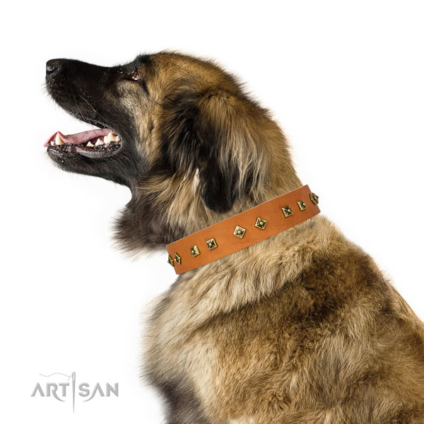 Unique embellishments on everyday use dog collar