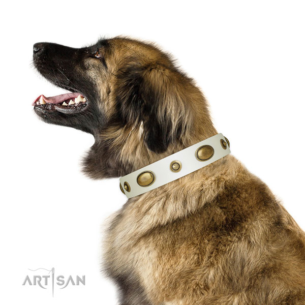 Daily walking dog collar of natural leather with fashionable adornments