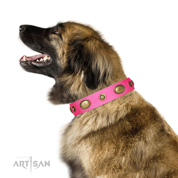 Stylish walking dog collar of leather with stylish design studs