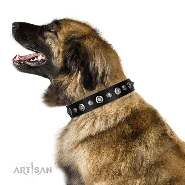 Finest quality genuine leather dog collar with inimitable adornments