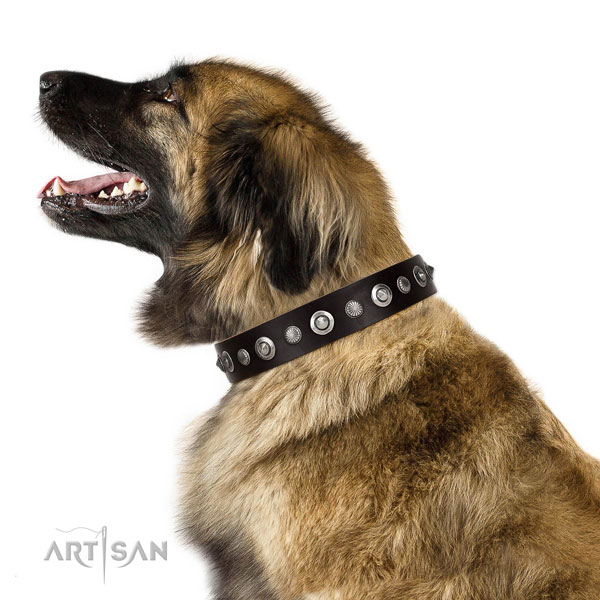 Quality full grain natural leather dog collar with impressive embellishments