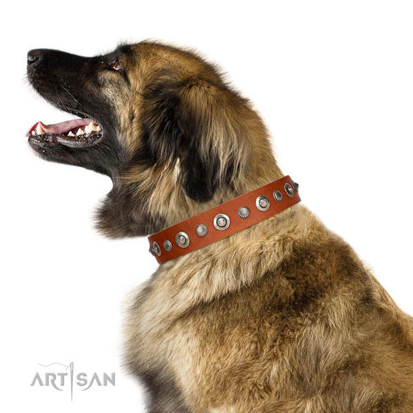 Quality leather dog collar with fashionable embellishments