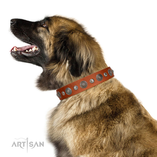 Extraordinary genuine leather dog collar with corrosion resistant fittings