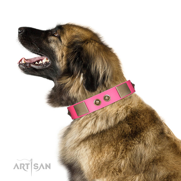 Everyday use dog collar of genuine leather with trendy studs