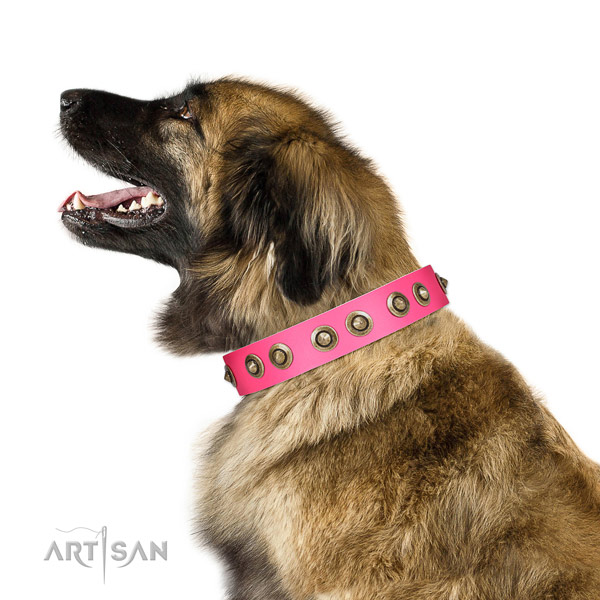 Natural leather collar with decorations for your handsome pet