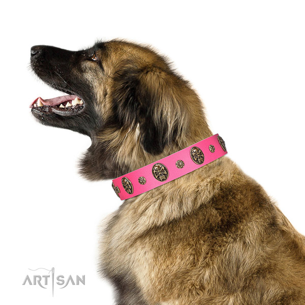 Trendy dog collar created for your attractive canine