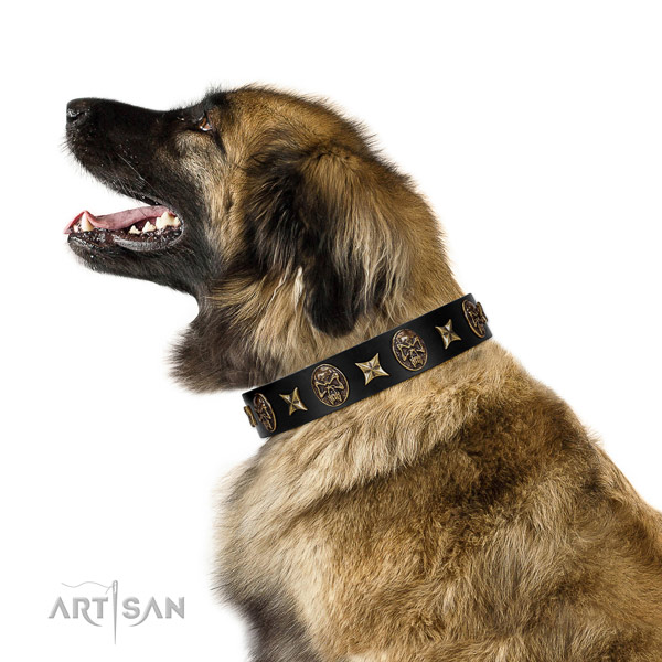 Comfortable wearing dog collar of leather with impressive decorations