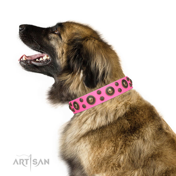 Leonberger full grain natural leather dog collar for everyday walking