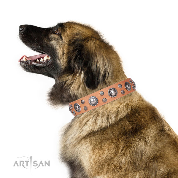 Leonberger genuine leather dog collar for comfy wearing