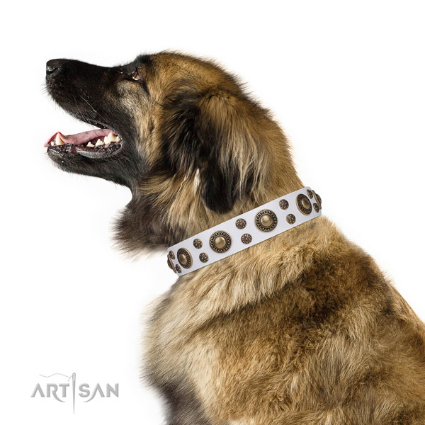 Leonberger full grain natural leather dog collar for daily use