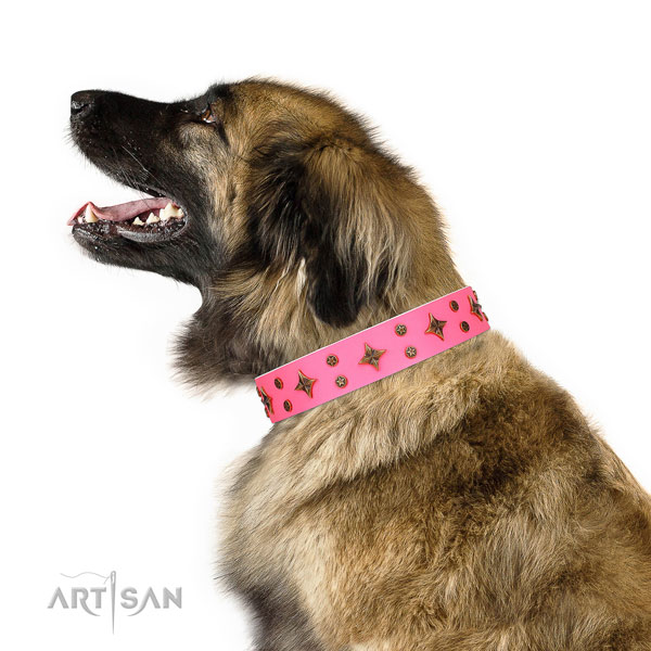 Leonberger genuine leather dog collar for everyday use
