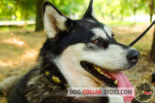 Leather Malamute / Siberian Husky Collar with plates