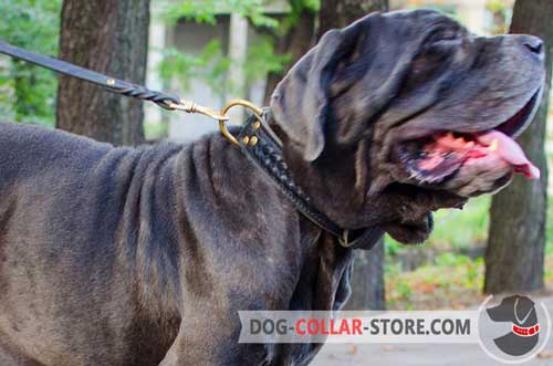 Leather Mastiff Collar Equipped With Solid Hardware