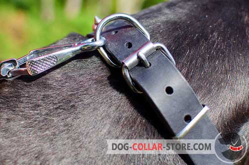 Nickel Plated D-Ring on Leather Dog Collar